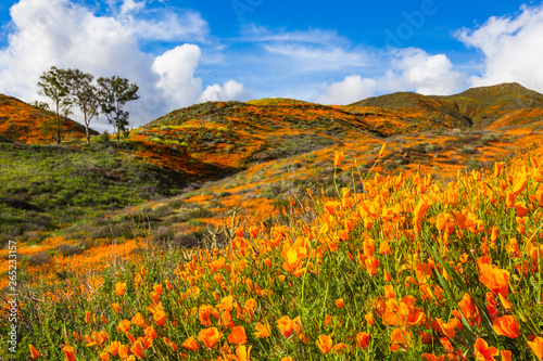 Millions of California Poppies at Walker Canyon in Lake Elsinore