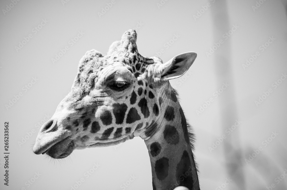 Obraz premium Giraffe 2