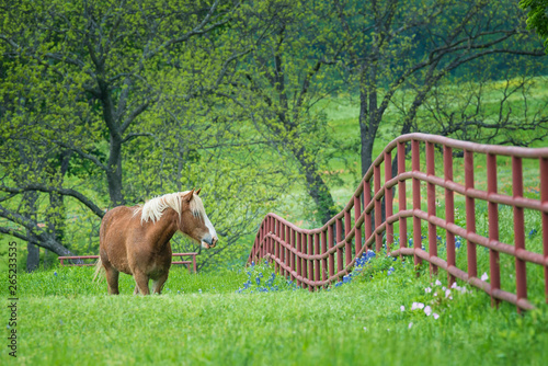 Foto Belgian Draft Horse grazing by a fence on green Texas bluebonnet and wildflower pasture in the spring