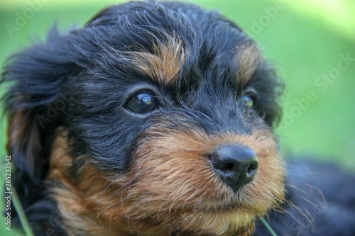 Cavapoo puppy face photo