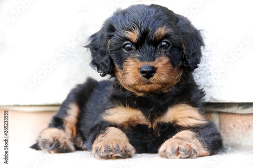 Cavapoo puppy with white background  photo