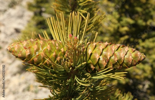 Closeup of two green Limber Pine (Pinus flexilis) cones on a tree with needles in Beartooth Mountains, Montana photo