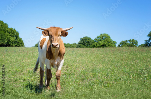 Young Texas longhorn grazing on pasture in the spring. Blue sky background.