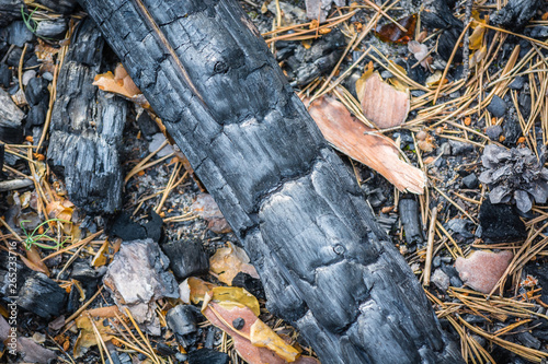 Foto Charred branch from the fire in forest.