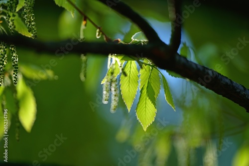木漏れ日浴びて輝く新緑の若葉