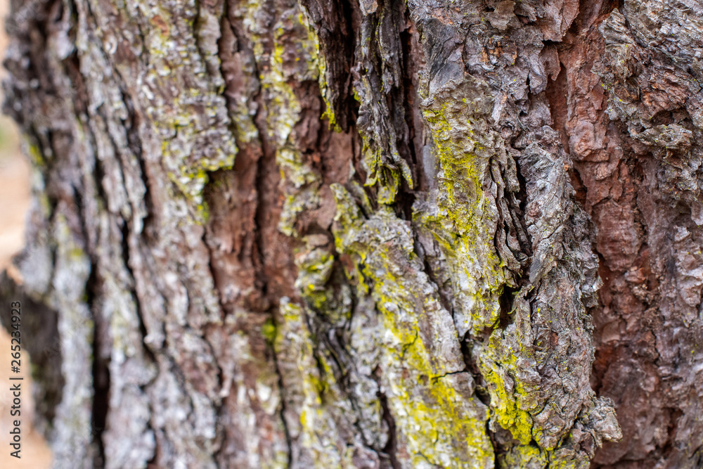 Bark of a pine tree trunk background with green moss close up ~BARK OF A TREE~ Bark of a pine tree trunk background with green moss close up ~BARK OF A TREE~