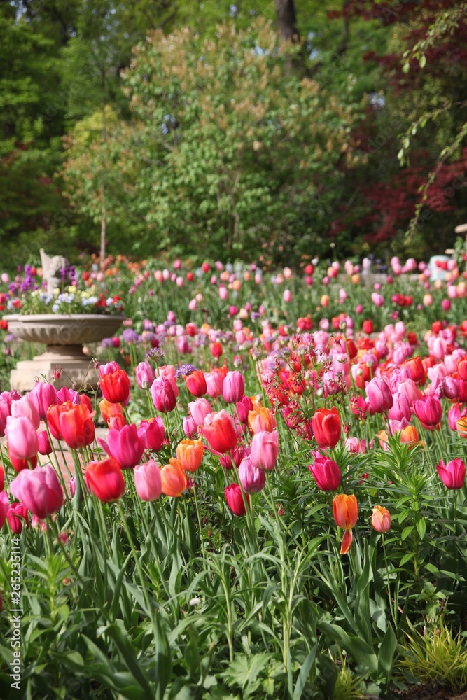 field of tulips field of tulips