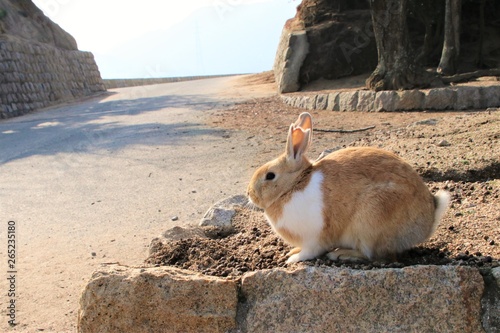 大久野島のうさぎ