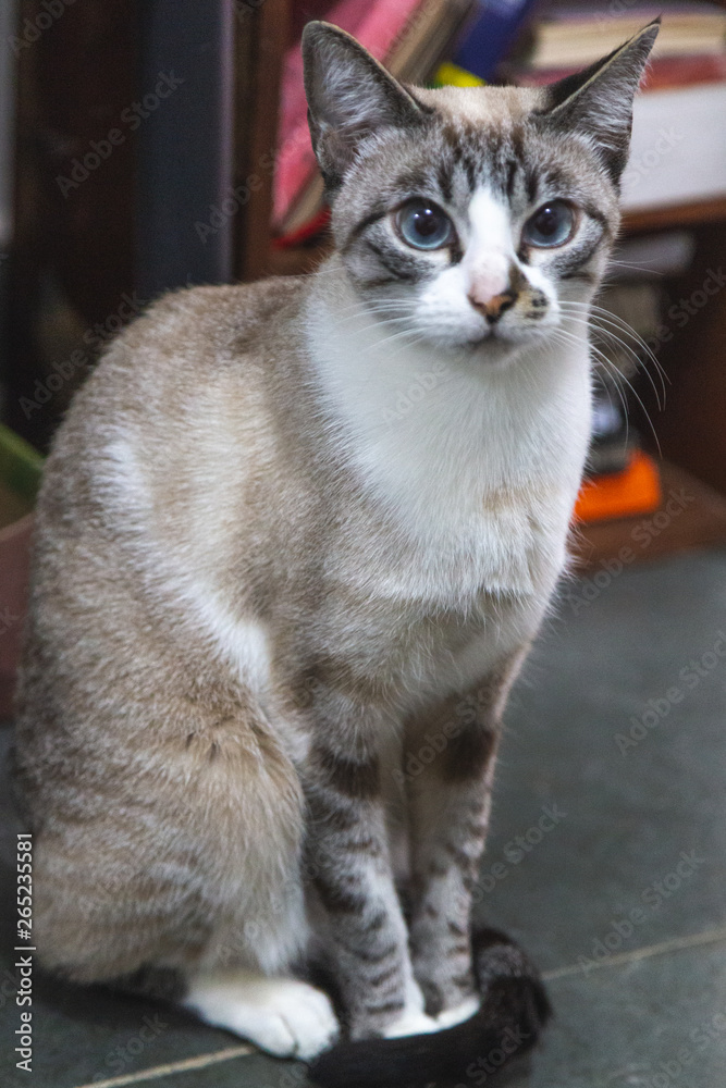 Obraz premium preparar