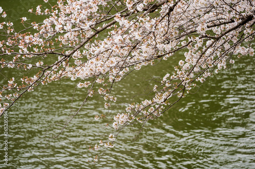 Sakura  Cherry blossom festival with river at Chidorigafuchi Park