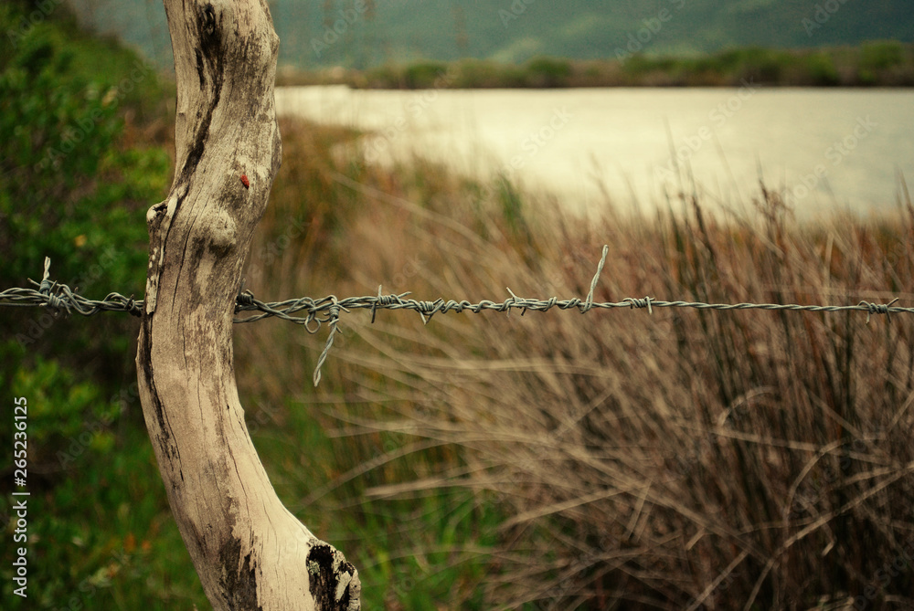 Fototapeta premium tree in the forest