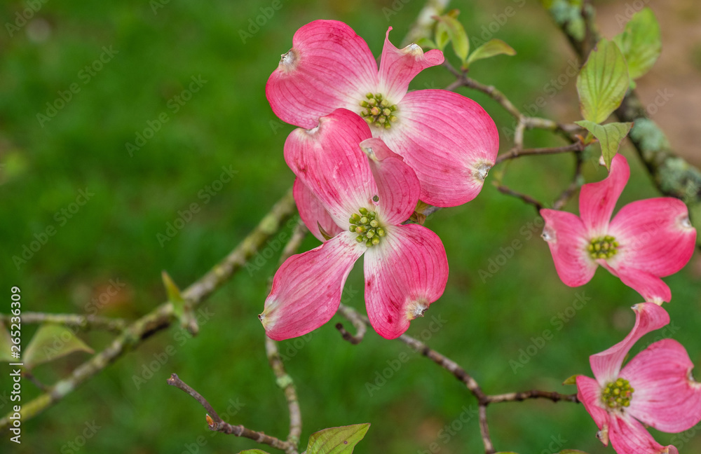 Fototapeta premium pink dogwood blossom