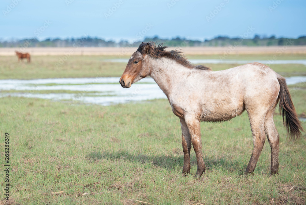 Obraz premium caballo animal café chacras administrar retrato