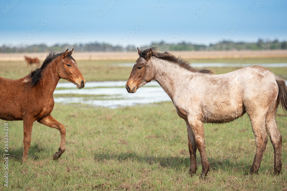 Fototapeta premium caballo animal café chacras administrar retrato