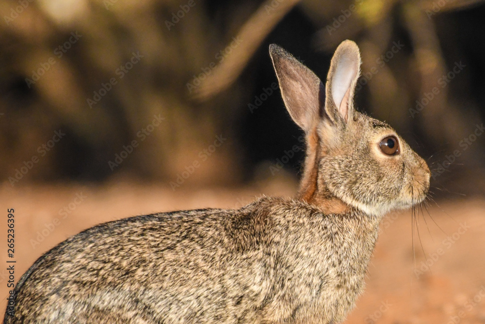 Obraz premium wild brown rabbit in profile
