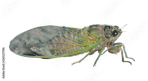 Cicada (Cicadidae) 3 © Valeriy Kirsanov