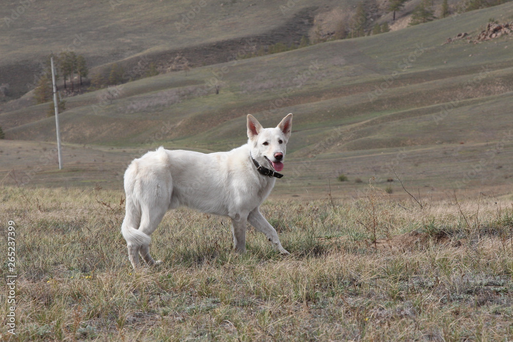 Obraz premium white dog husky