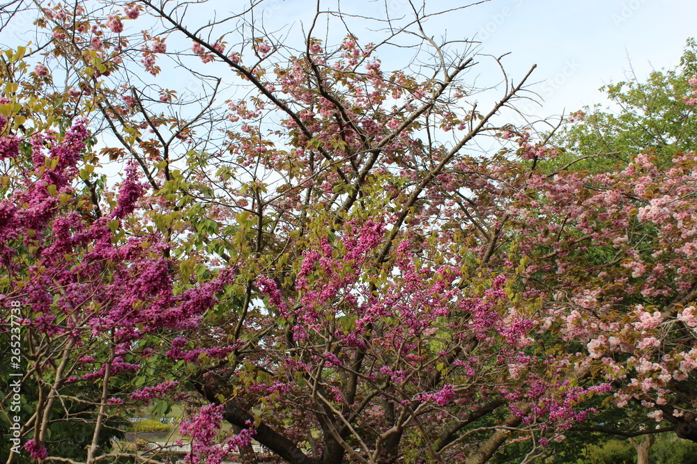 花 花