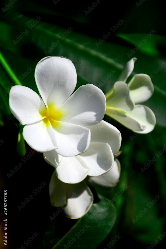 Obraz premium white and yellow Frangipani on natural background.