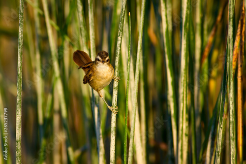 Cute litte bird. Green nature habitat background. Bird: Moustached Warbler. Acrocephalus melanopogon. photo