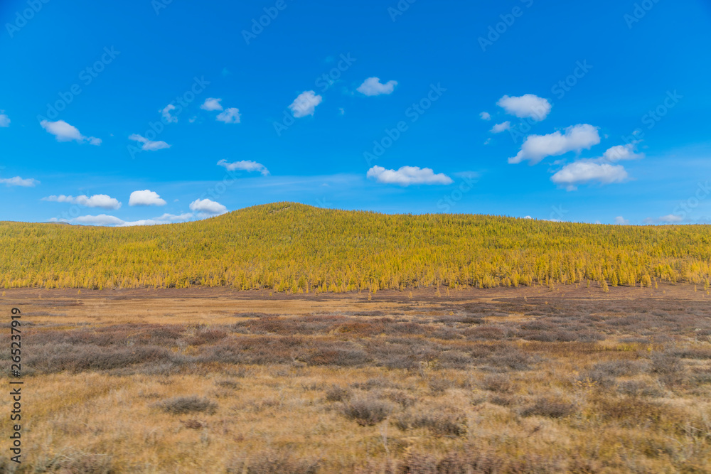 Autumn Forest In A Sunny Day in russia.