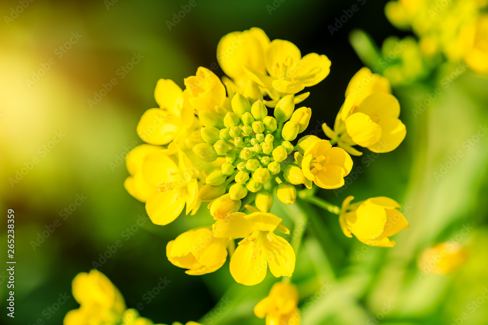 Close up of rape flower in the filed Close up of rape flower in the filed