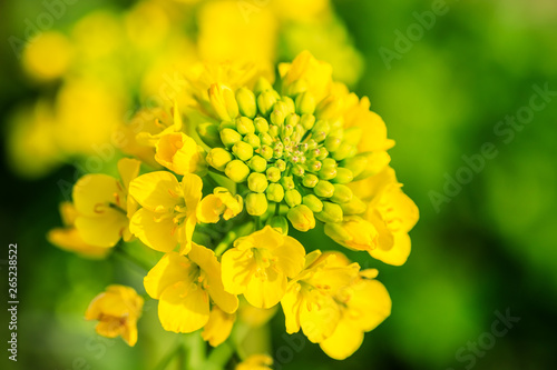 Fototapeta Naklejka Na Ścianę i Meble -  Close up of rape flower in the filed