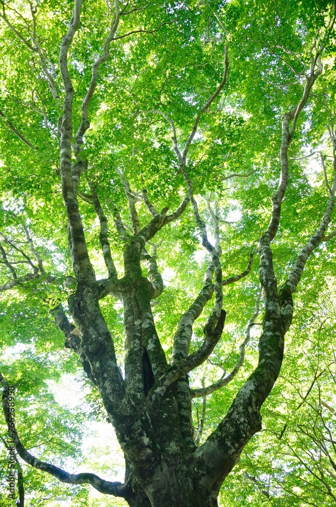 Fototapeta premium 雨山のブナ大木