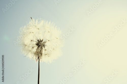 simplest dandelion