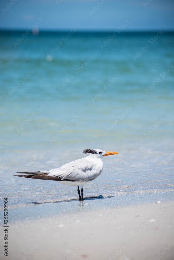 Fototapeta premium Tern