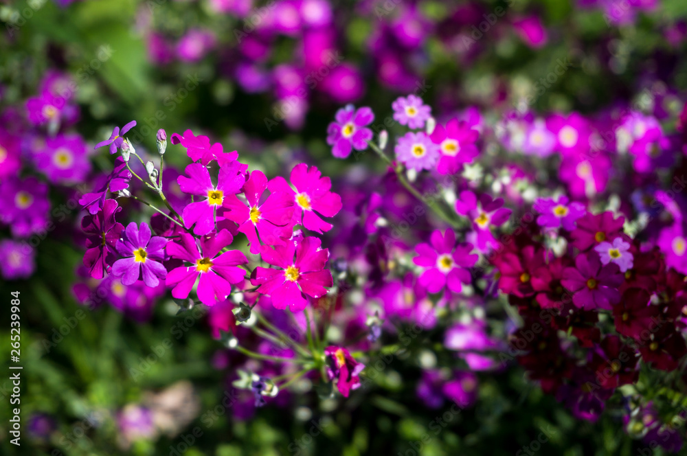 Close up of small bright pink flowers on flower bed Close up of small bright pink flowers on flower bed