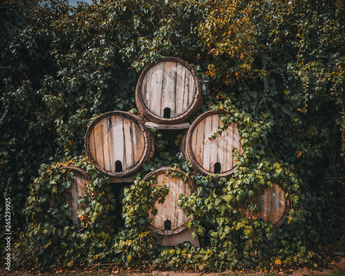 vineyard. Barrels of wine photo