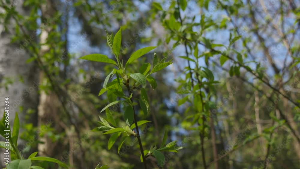 Branch With Green Leaves Wavering On The Wind In Spring Forest. Branch With Green Leaves Wavering On The Wind In Spring Forest.
