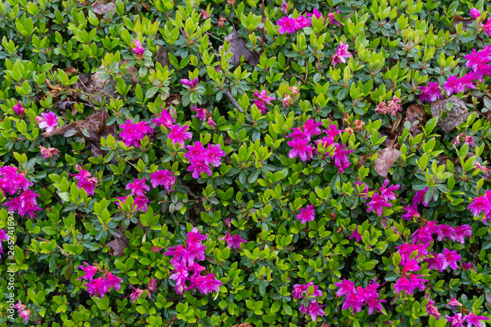 Bright tropical shrub in full bloom nature background