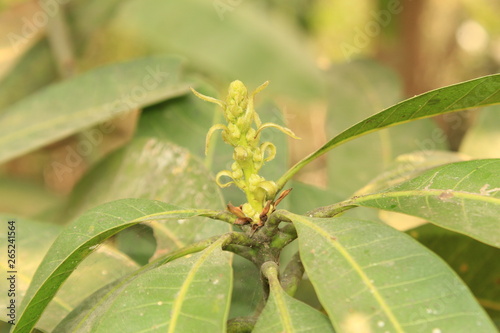 Mango flower