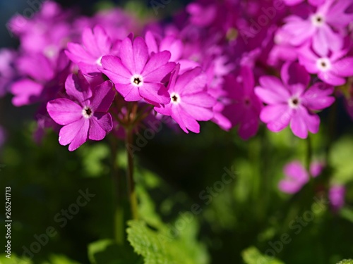 日本サクラソウの花