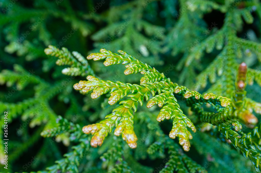 Close up of green juniper leaves. Natural beauty green background Close up of green juniper leaves. Natural beauty green background