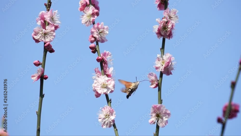 A long-ciliated moth collecting pollen from plum blossoms A long-ciliated moth collecting pollen from plum blossoms