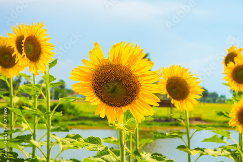 Sunflowers blooming  on blue sky background  fresh   daylight summer concept.
