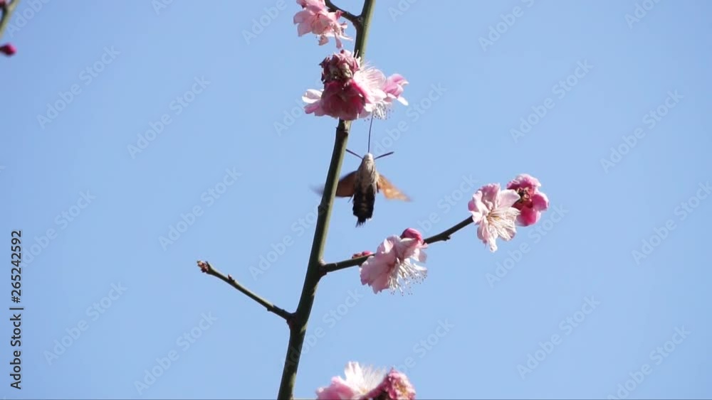 A long-ciliated moth collecting pollen from plum blossoms A long-ciliated moth collecting pollen from plum blossoms