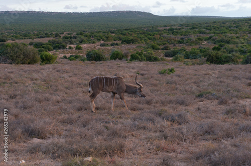 Male kudu antelope with spiral horns walking in the wild