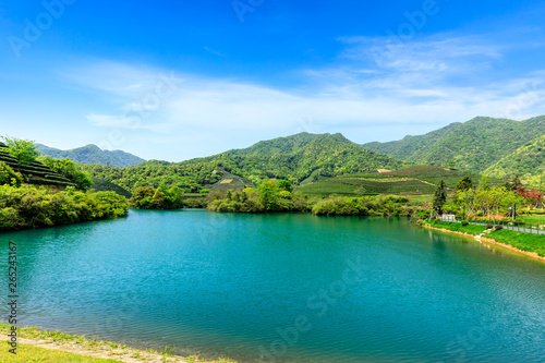 Green tea plantation natural landscape