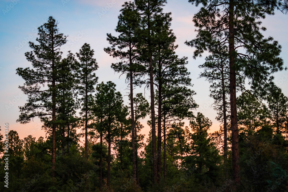 Forest at Twilight in Prescott Arizona Forest at Twilight in Prescott Arizona