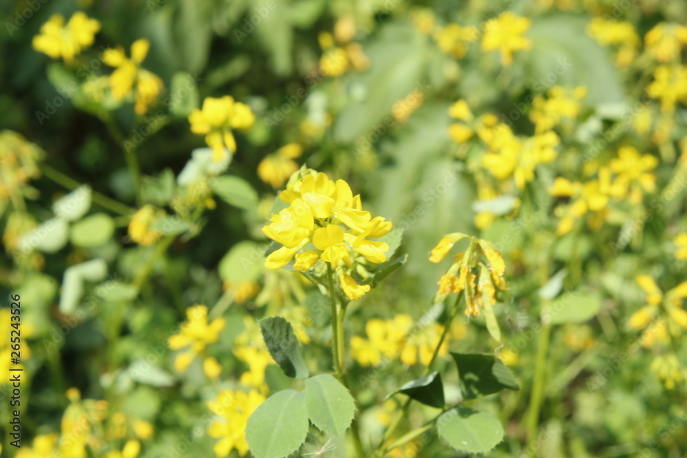 Fresh Green Fenugreek (Trigonella foenum-graecum) field , Fenugreek also known as Greek hay, Greek clover, bird's foot, fenugrec, hu lu ba, trigonella and bockshornklee. Fresh Green Fenugreek (Trigonella foenum-graecum) field , Fenugreek also known as Greek hay, Greek clover, bird's foot, fenugrec, hu lu ba, trigonella and bockshornklee.