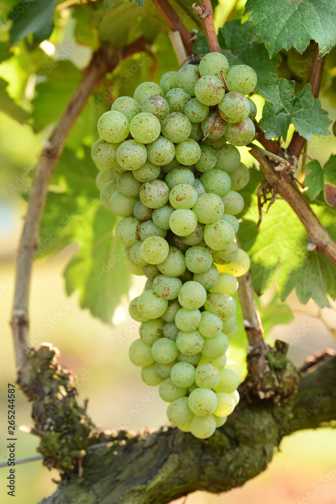 Vine and bunch of white grapes in garden