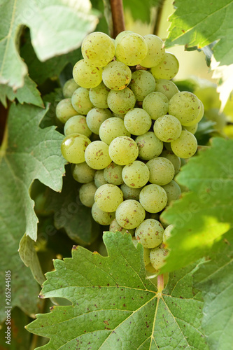 Wallpaper Mural Vine and bunch of white grapes in garden Torontodigital.ca