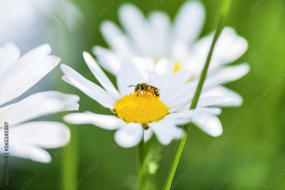 Obraz premium Bee collects nectar on a purple flower. Right place under advertising signature