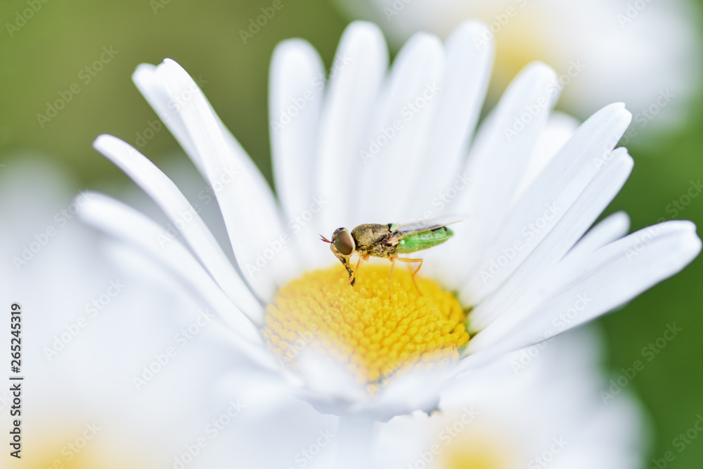 Bee, beekeeper sits on a flower chamomile and collects pollen... Bee, beekeeper sits on a flower chamomile and collects pollen...