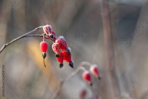 Red Berries Covered in Hoar Frost © Jane