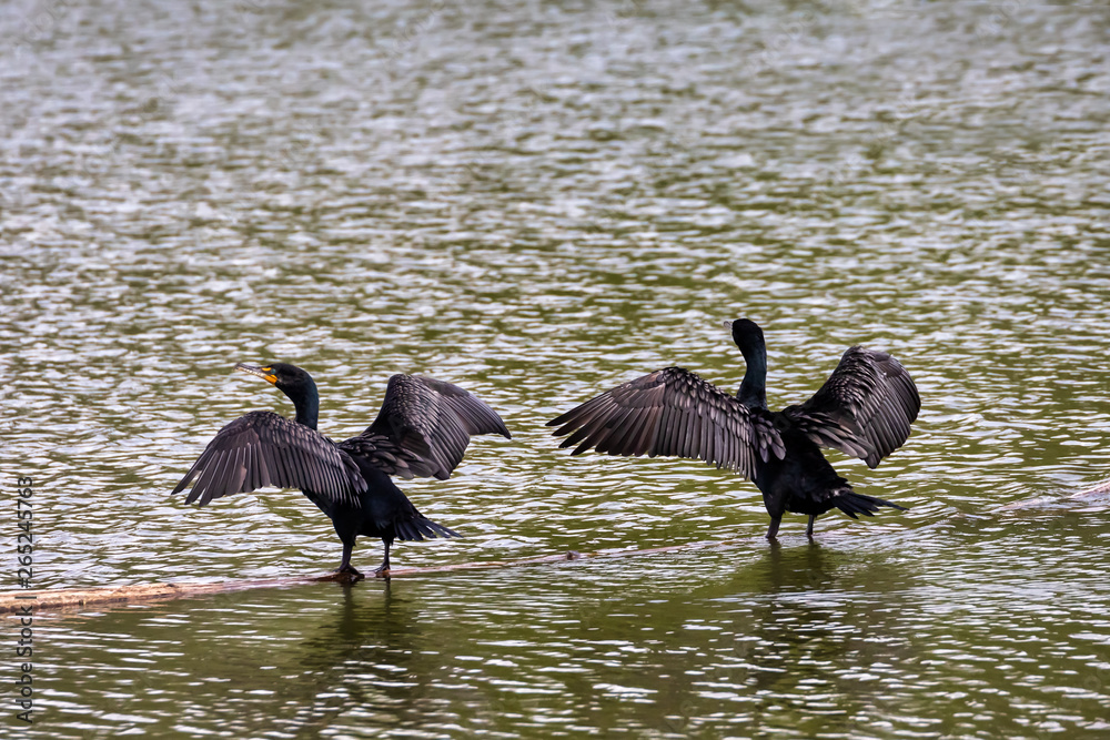 Double-Crested Cormorants Standing on a log in water, Spreading Their Wings to Dry, Rearview Double-Crested Cormorants Standing on a log in water, Spreading Their Wings to Dry, Rearview